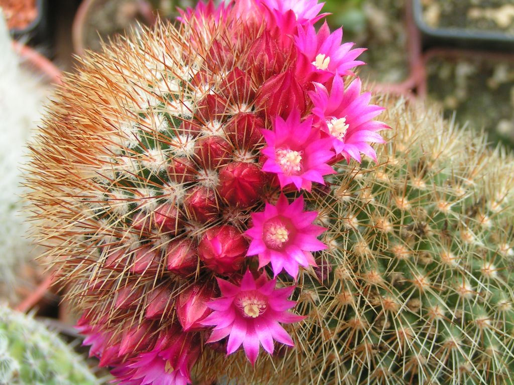 Mammillaria pilcayensis v. chrysodactyla